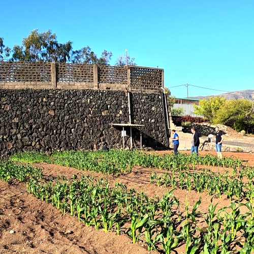 Finca experimental en Güimar